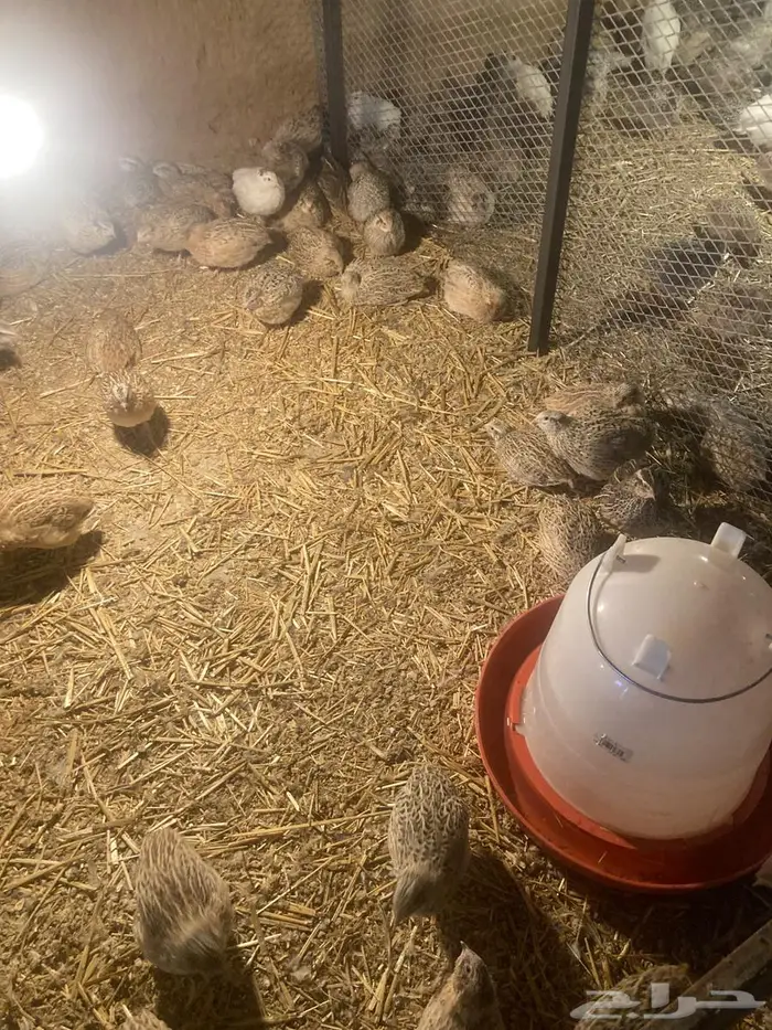 سمان للبيع 6