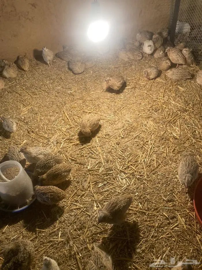 سمان للبيع 5