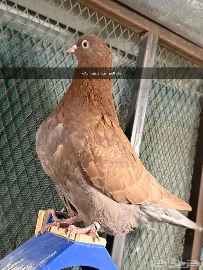 للبيع جوز فرش منتج مكينه تحته بيض ومعه فرخ 3