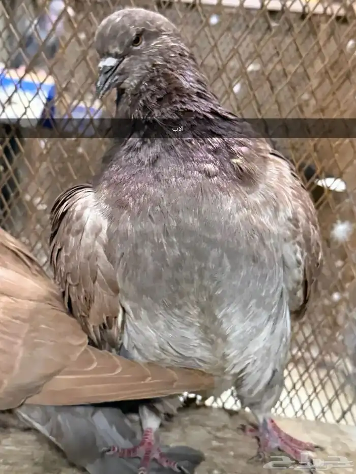 للبيع جوز فرش منتج مكينه تحته بيض ومعه فرخ 7