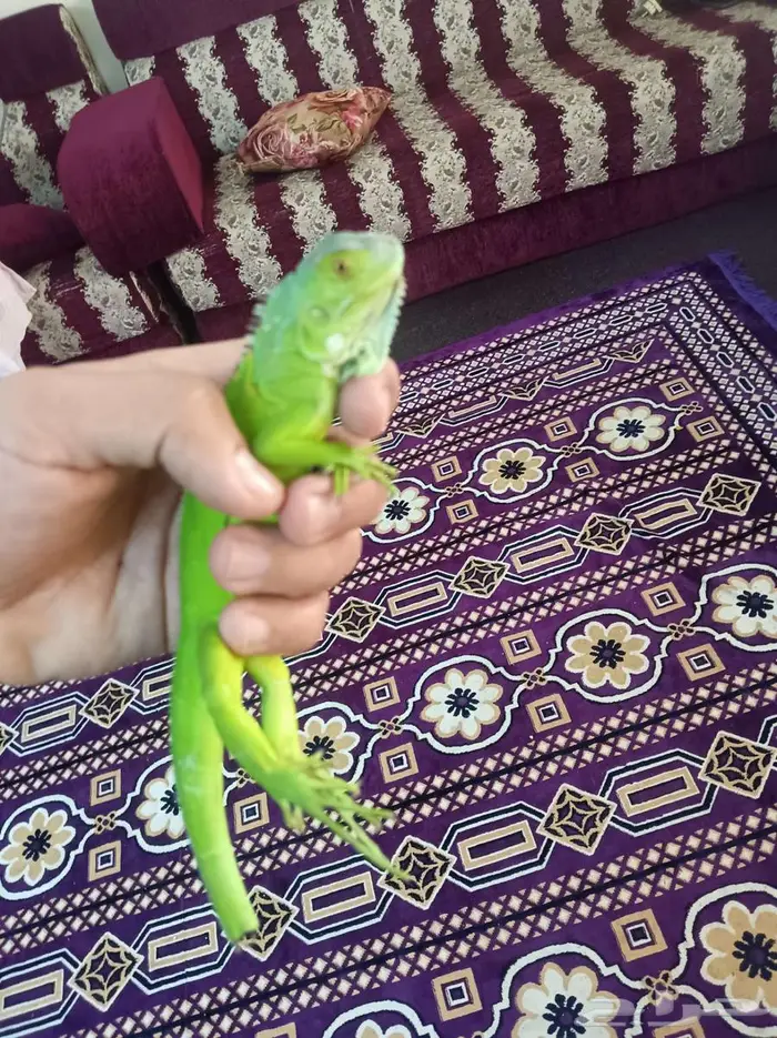 اغوانا ب 100 ريال فقط 0