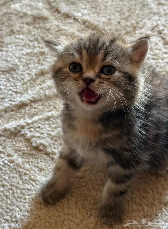 قطط سكوتش للبيع 3