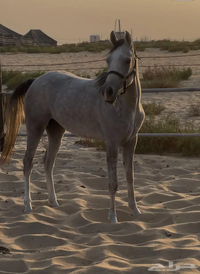 مهره شعبيه 0