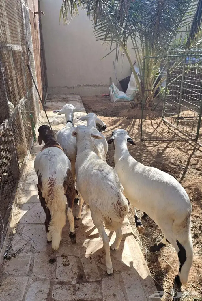 جذعان سواكني جبرات العمر حول 8 شهور 1