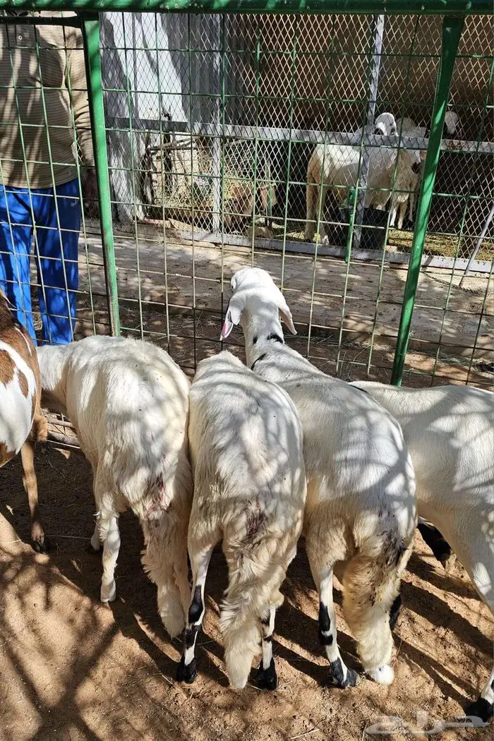 جذعان سواكني 0