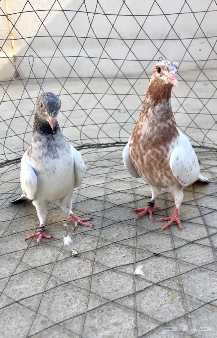 تم البيع تم البيع 0