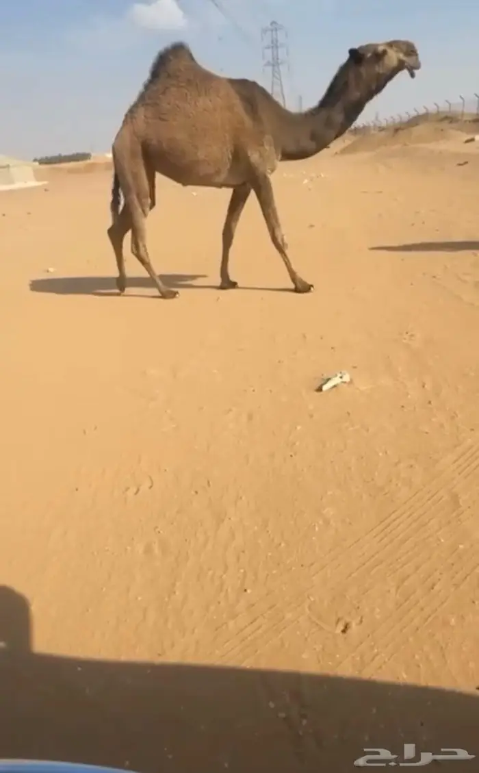 بكره بداوه صفرا فوق البداوه 0