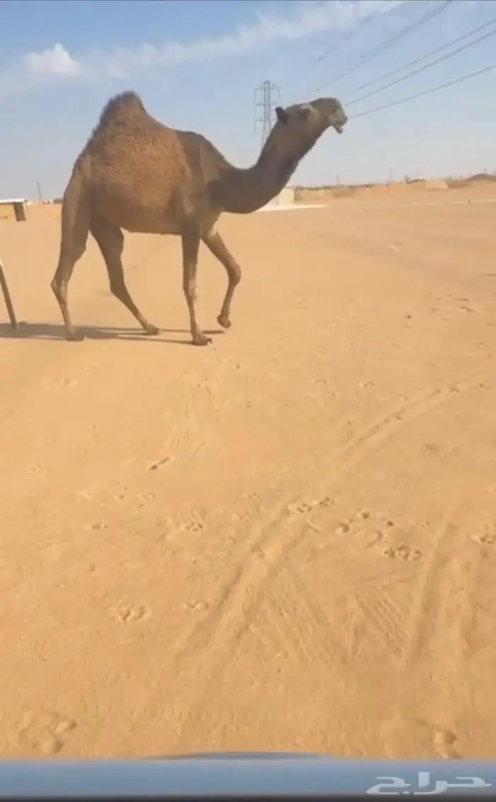 بكره بداوه صفرا فوق البداوه 1