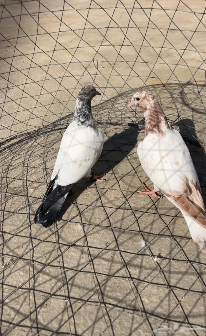 تم البيع تم البيع 2