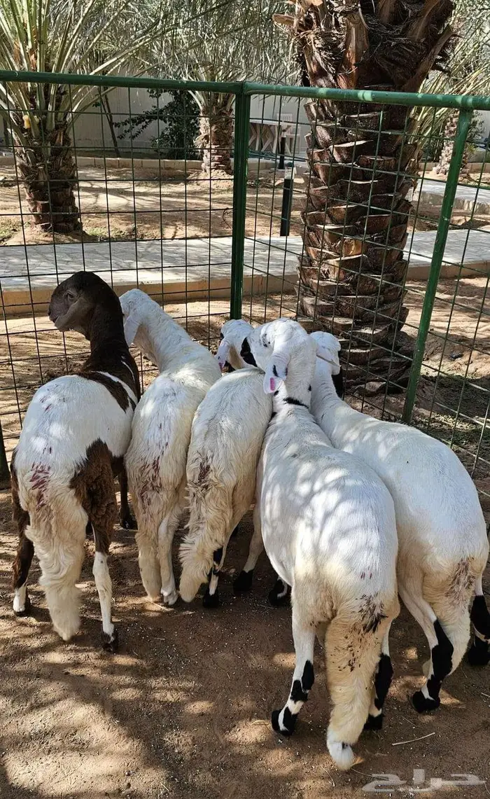 جذعان سواكني جبرات العمر حول 8 شهور 3