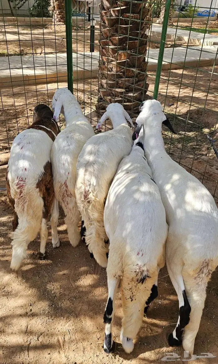 جذعان سواكني جبرات العمر حول 8 شهور 2