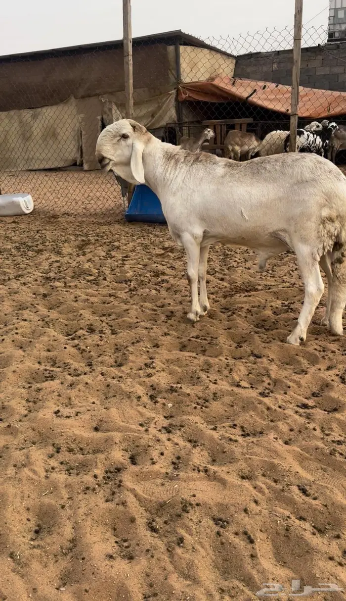 فحل ساكني صنف معرف 3