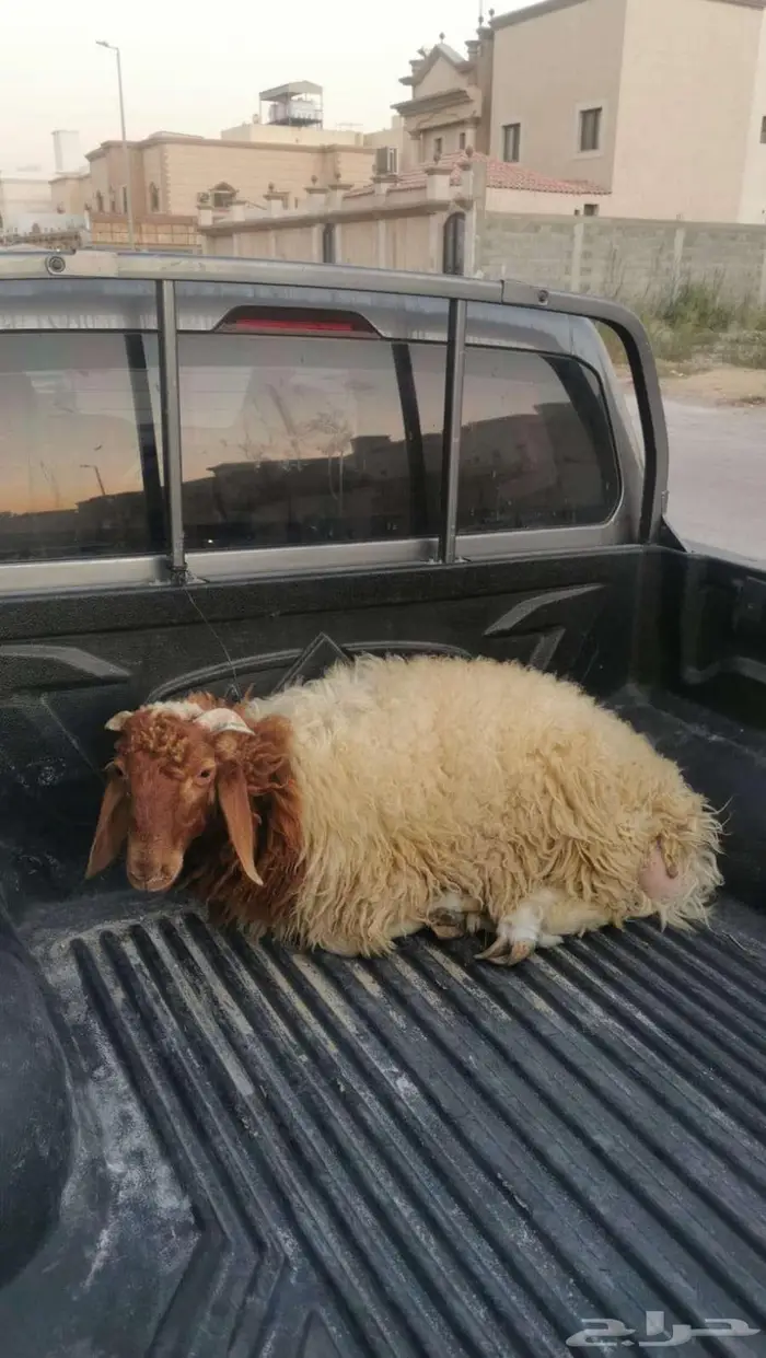 للبيع خروف نعيمي كفو 1200ريال 0