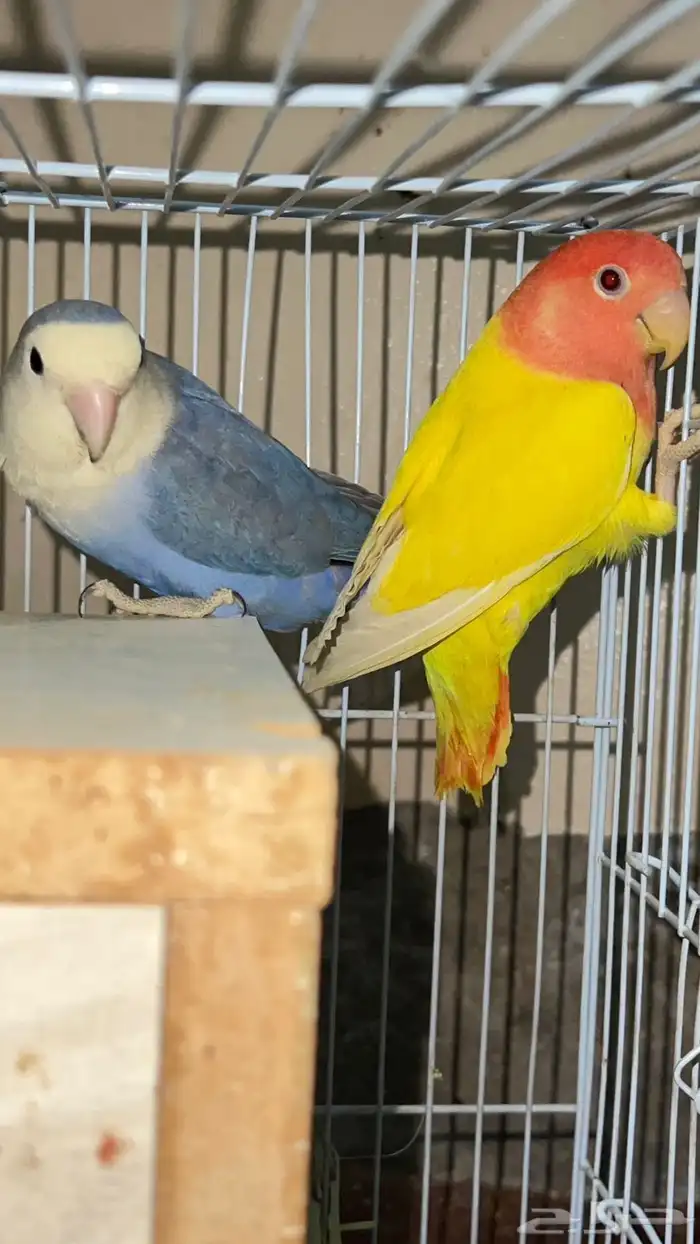 جوز روز منتج 8