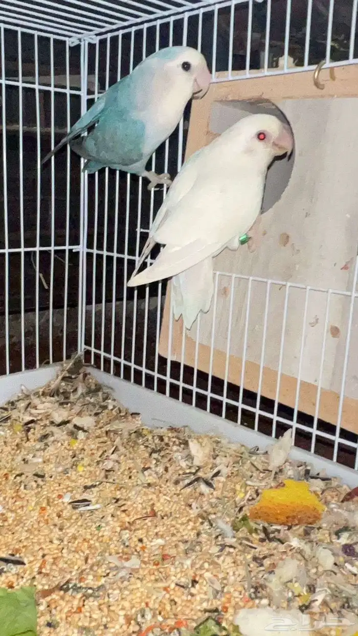 جوز روز منتج 1