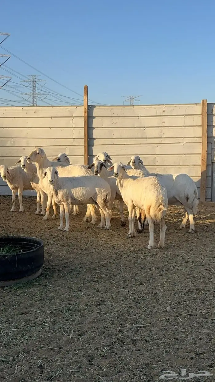 حريات دفيع للبيع 1