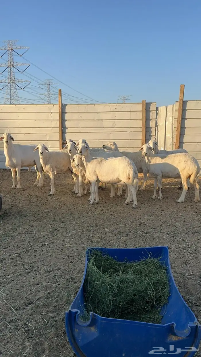 حريات دفيع للبيع 2