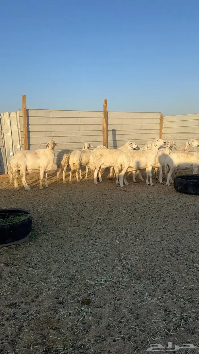 حريات دفيع للبيع 3