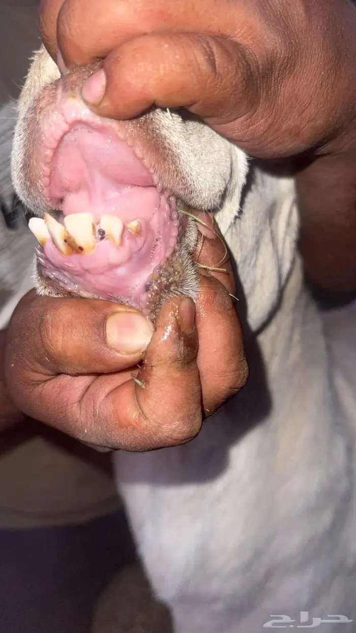 فحل ساكني صنف معرف 2