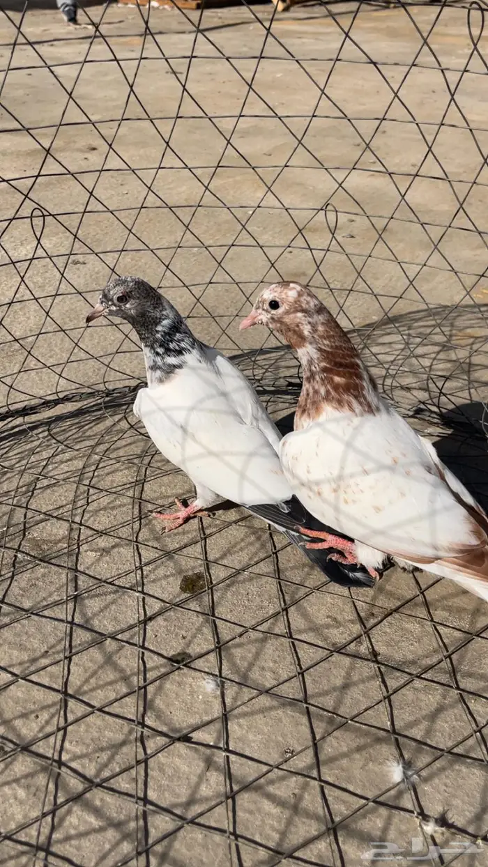 تم البيع تم البيع 1