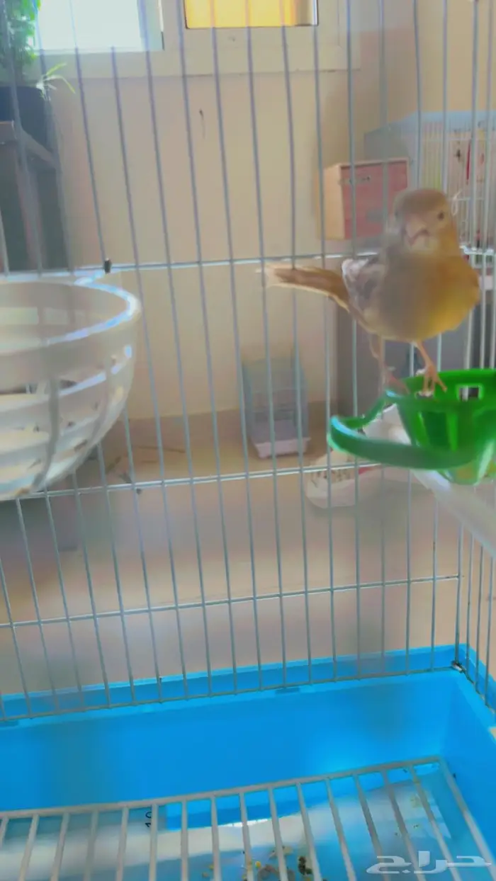 كناري انثى جاهزه حدها انتاج بلدمع 150 ريالا 0