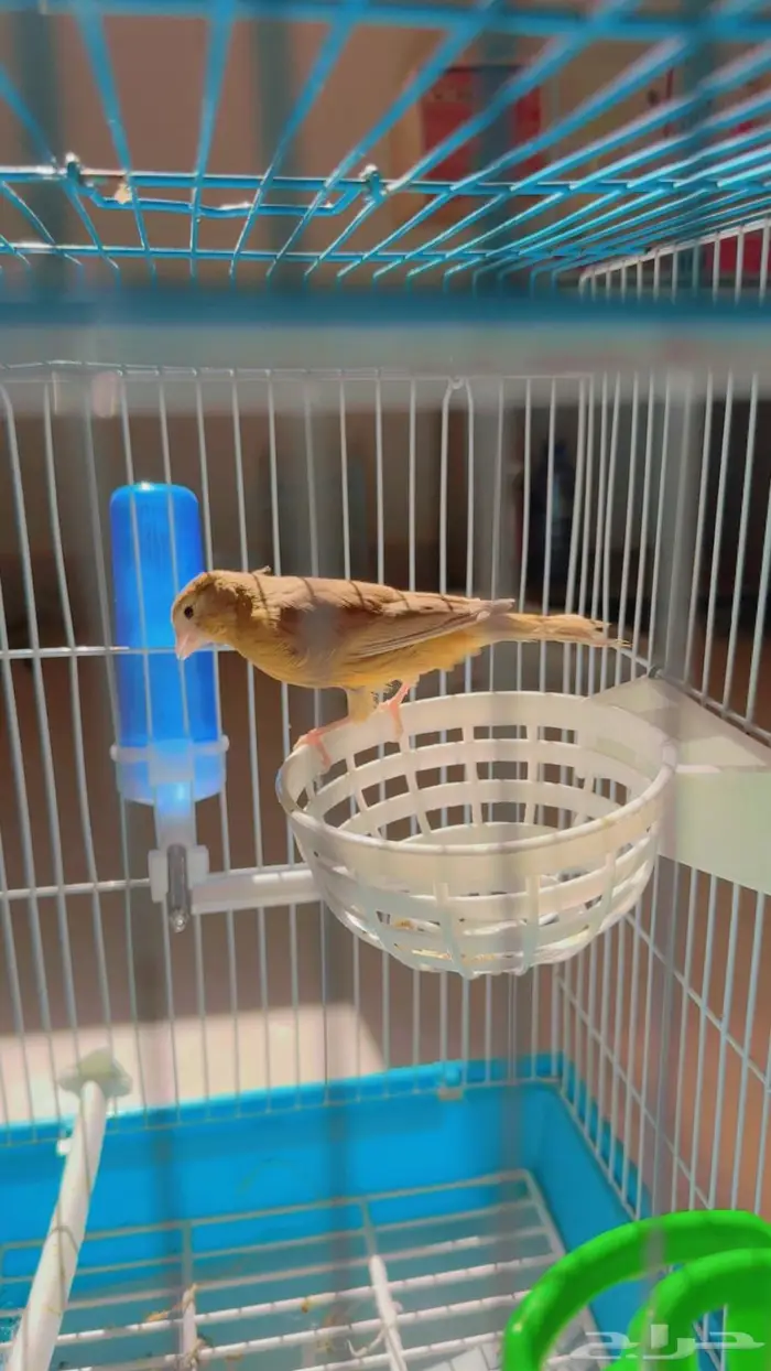 كناري انثى جاهزه حدها انتاج بلدمع 150 ريالا 3