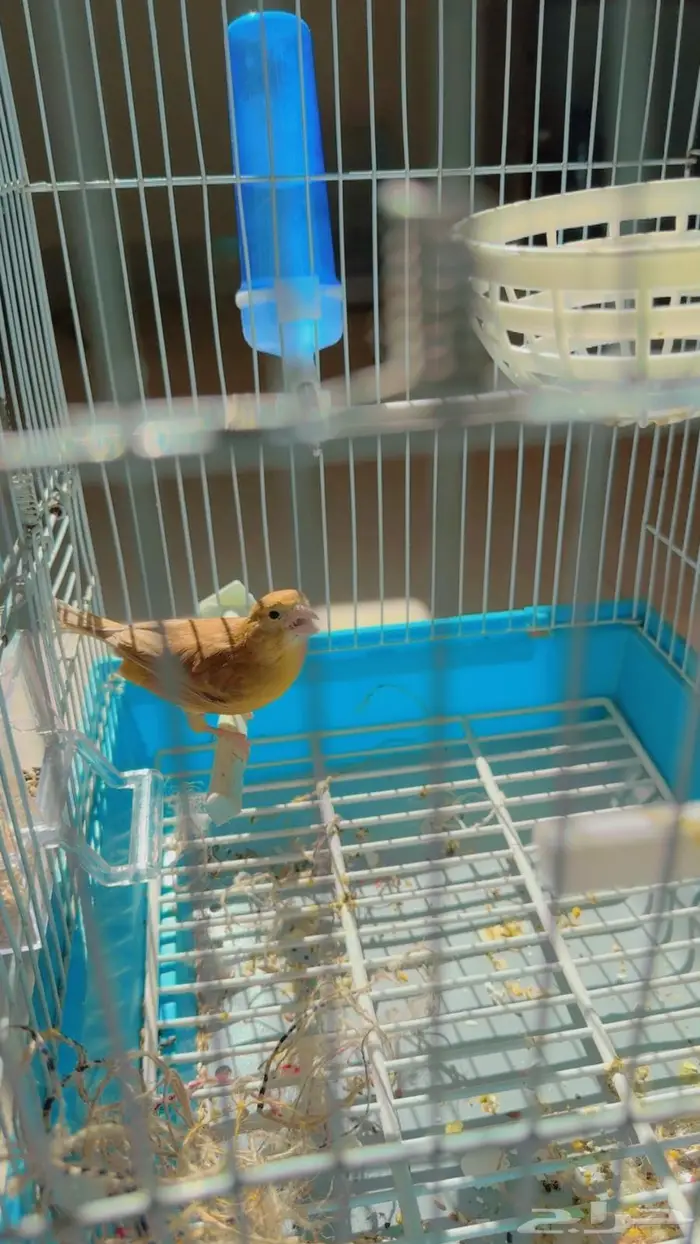 كناري انثى جاهزه حدها انتاج بلدمع 150 ريالا 2