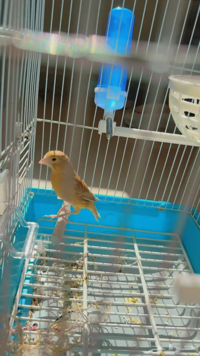 كناري انثى جاهزه حدها انتاج بلدمع 150 ريالا 1