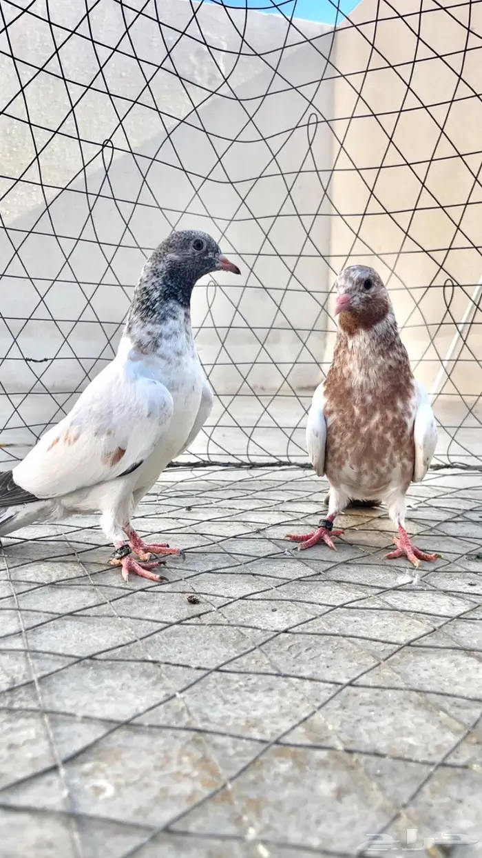 تم البيع تم البيع 3