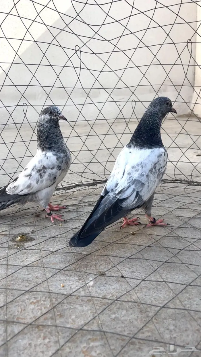 للبيع طبتين كمنقر Top 0