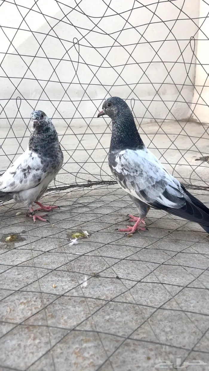 للبيع طبتين كمنقر Top 3