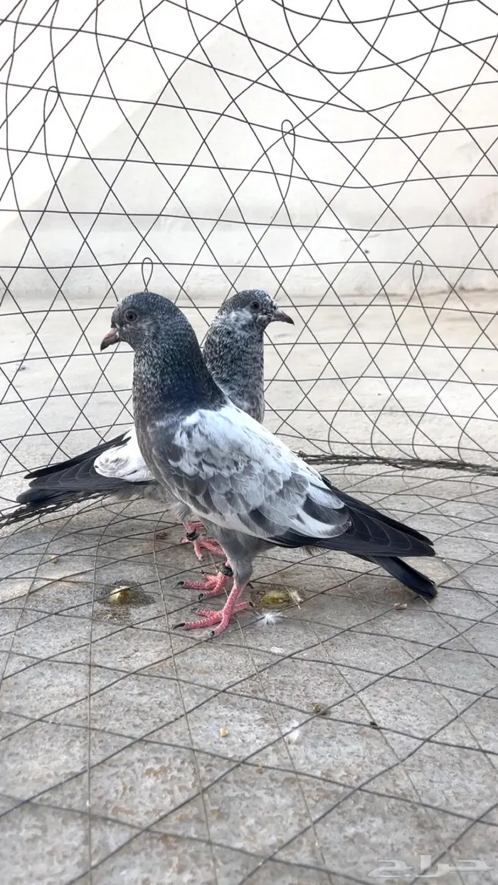 للبيع طبتين كمنقر Top 1