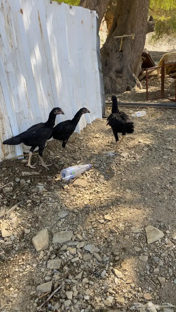 فروخ شامو الماني 0