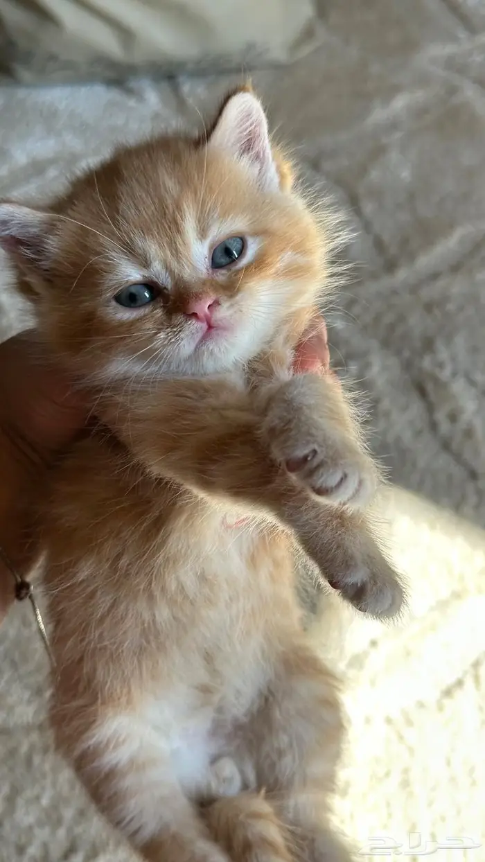 قطط سكوتش للبيع 2