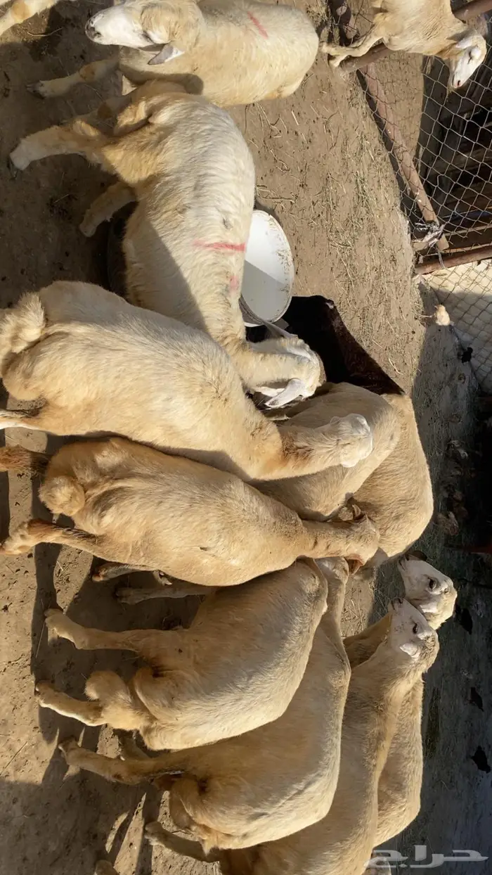 14رخال فل شحم والحم 0