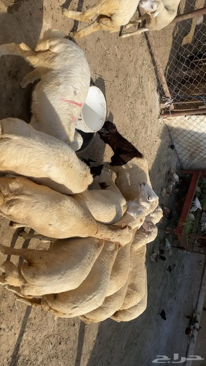 14رخال فل شحم والحم 1