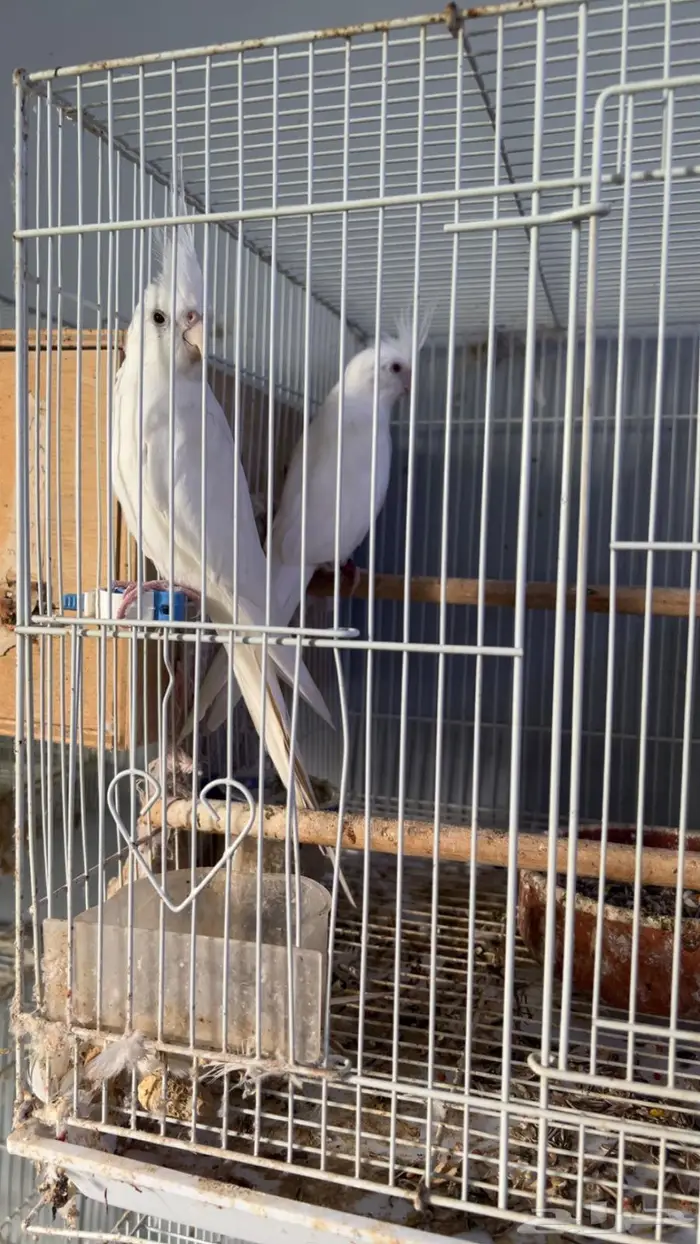 تصفية طيور كروان وبادجي 0