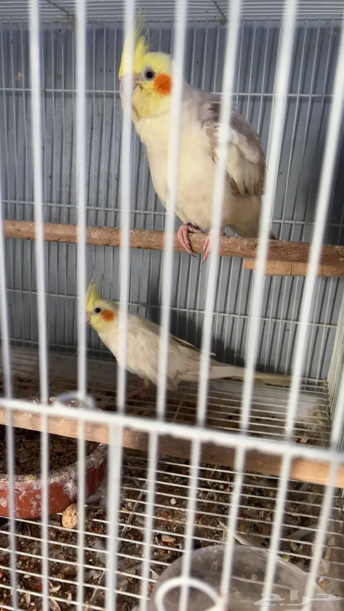 تصفية طيور كروان وبادجي 1