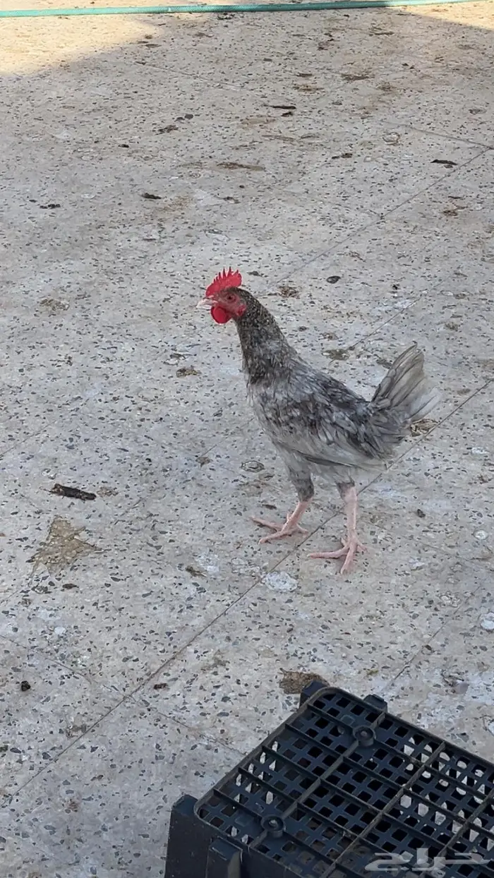 ديكه للبيع 2