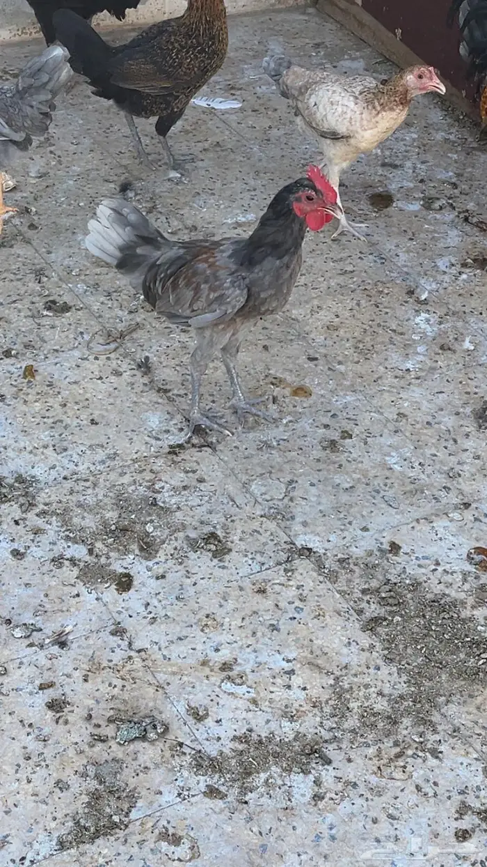 ديكه للبيع 1