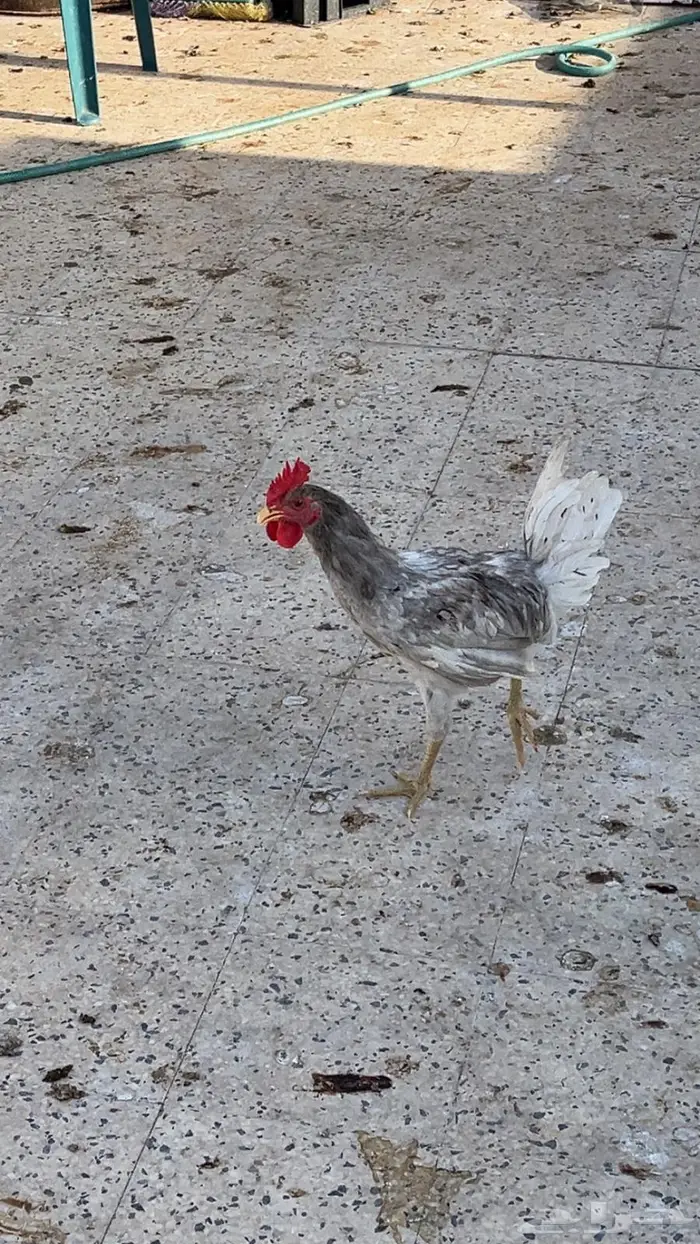 ديكه للبيع 0