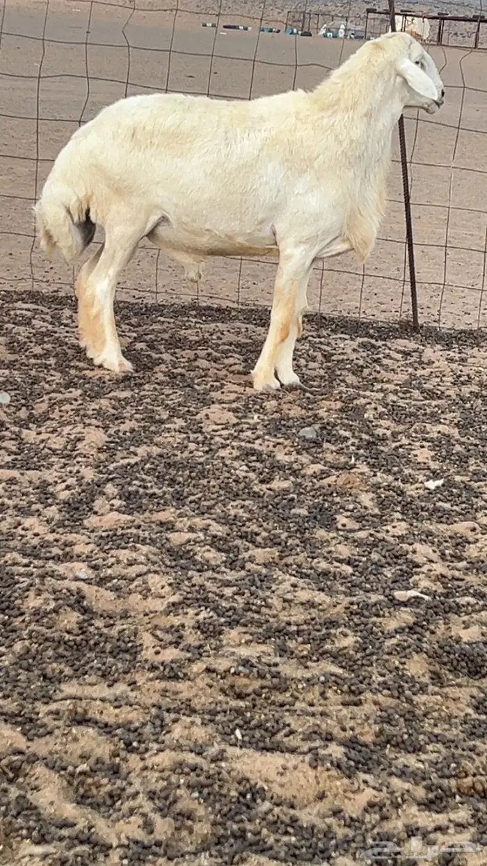 للبيع فحل حري صنف ومشرووط 1