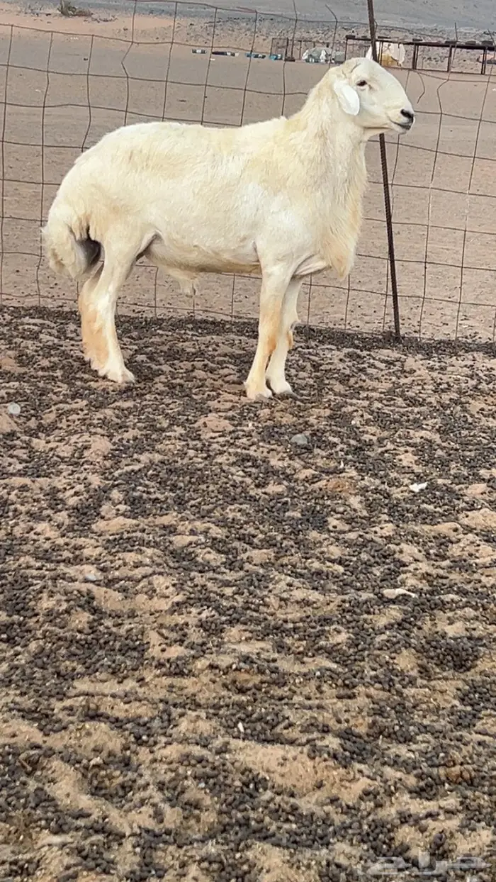 للبيع فحل حري صنف ومشرووط 2