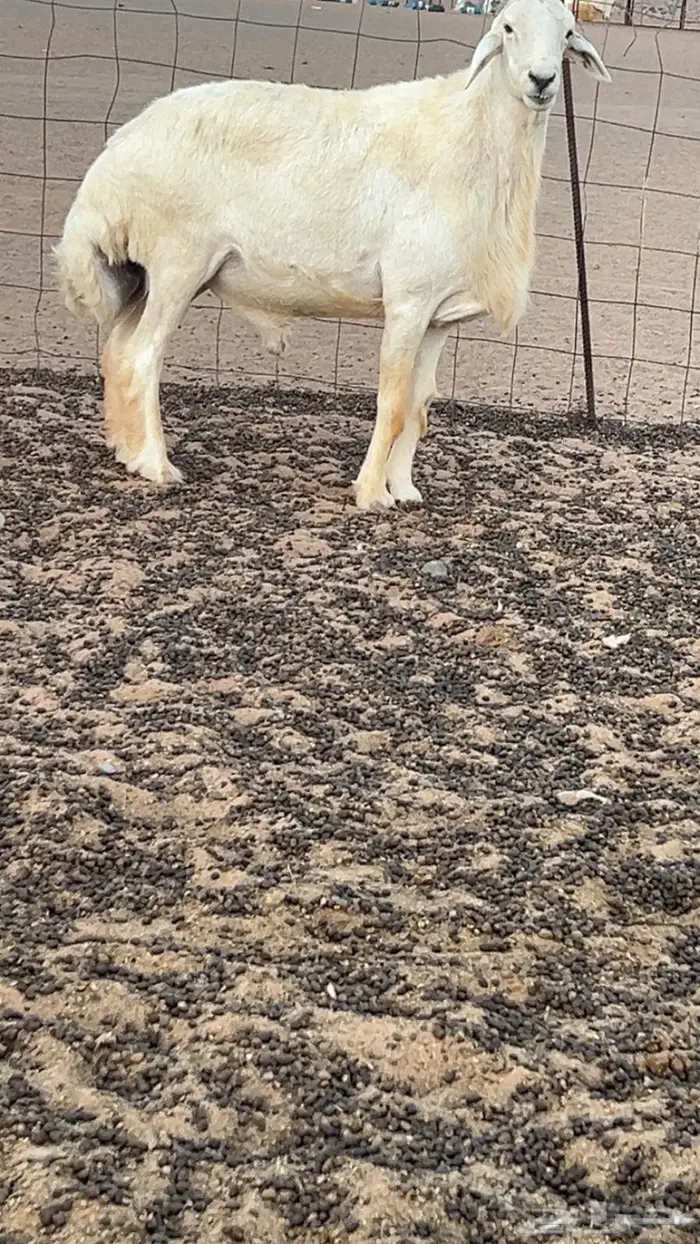 للبيع فحل حري صنف ومشرووط 0