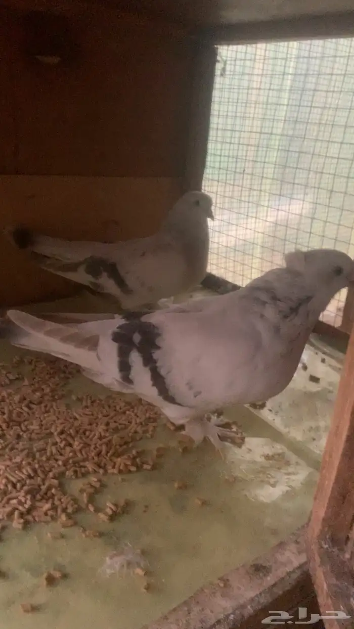 زوجين تركي صفاق دم صافي منتجه شرط 2