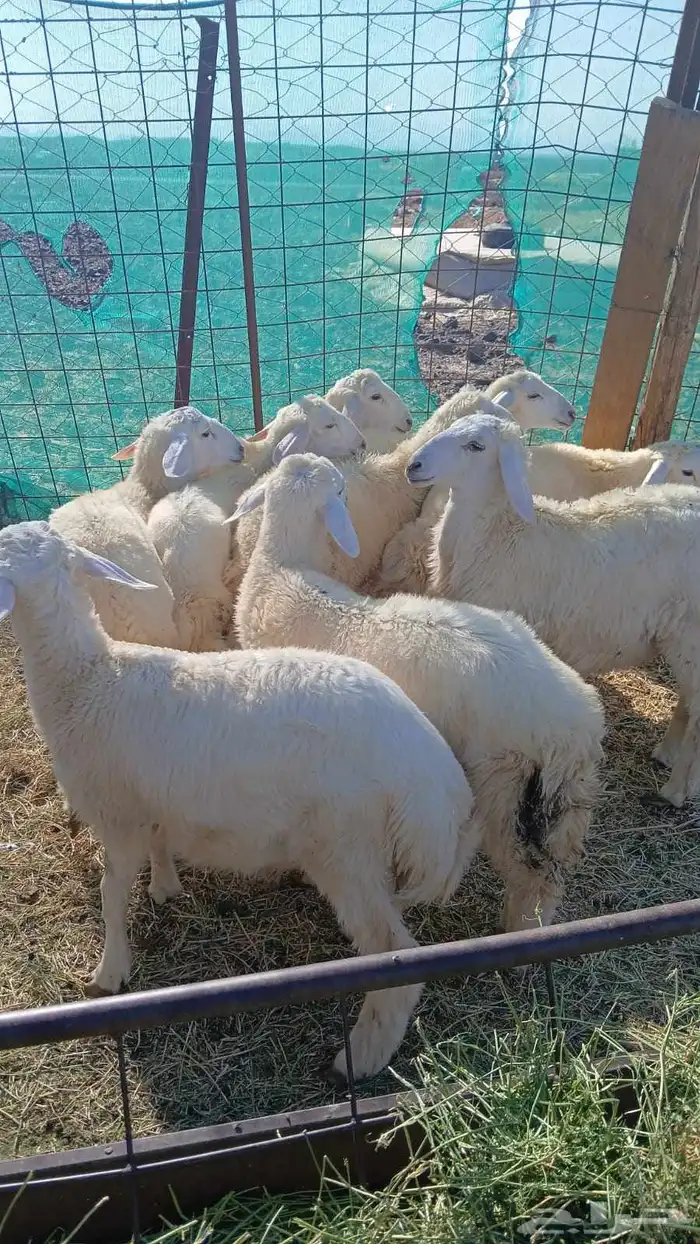 اغرض لكم طليان عددها 9 نظيفه وطيبه من مراحي مانزلت السوق 0