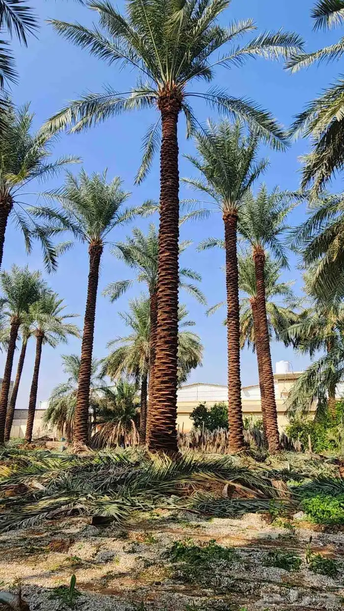 نخل واشنطني وملوكي فاخر من الاخر 9