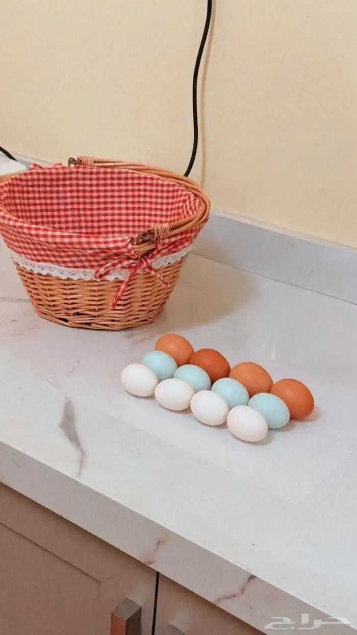 صوص دجاج كريم ليجبار (لقبار) ذو البيض الأزرق نوادر خوارج 3