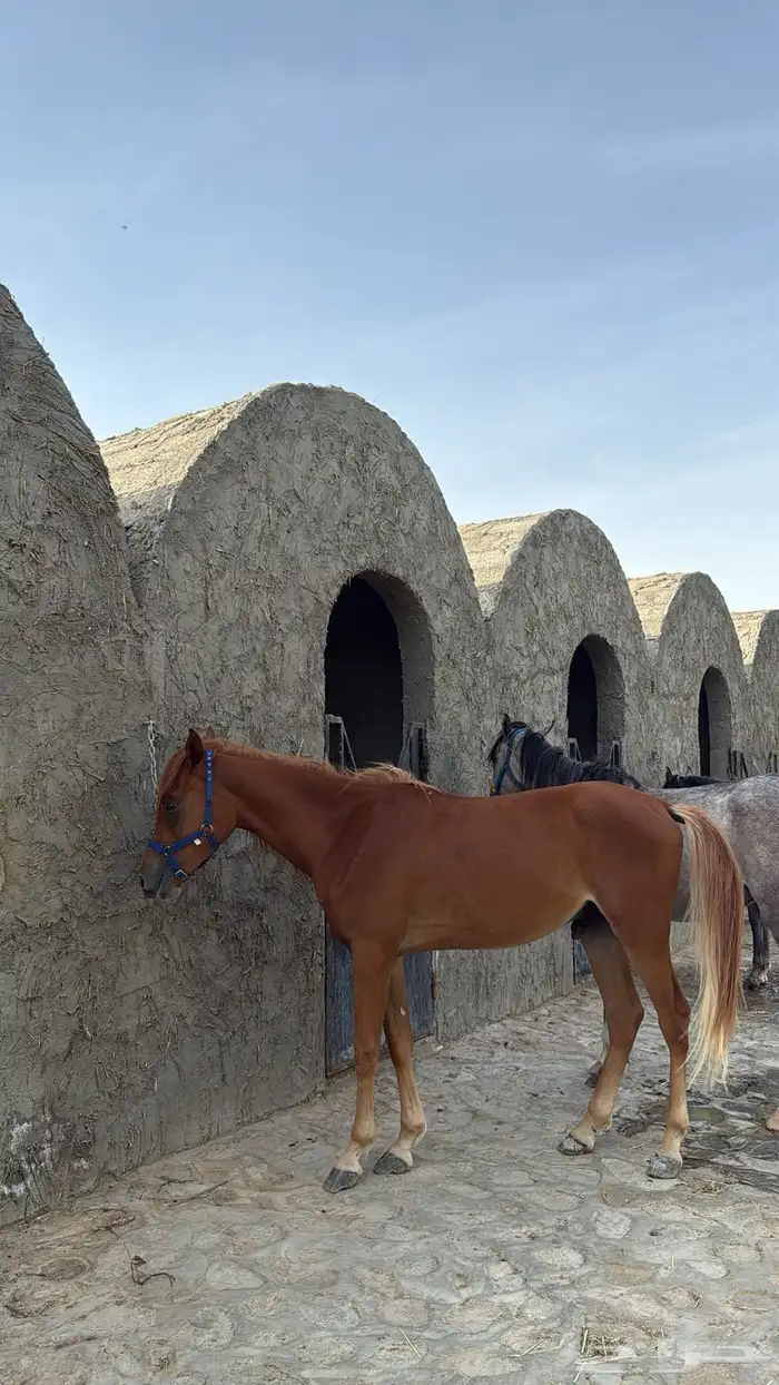 للبيع حصان 0