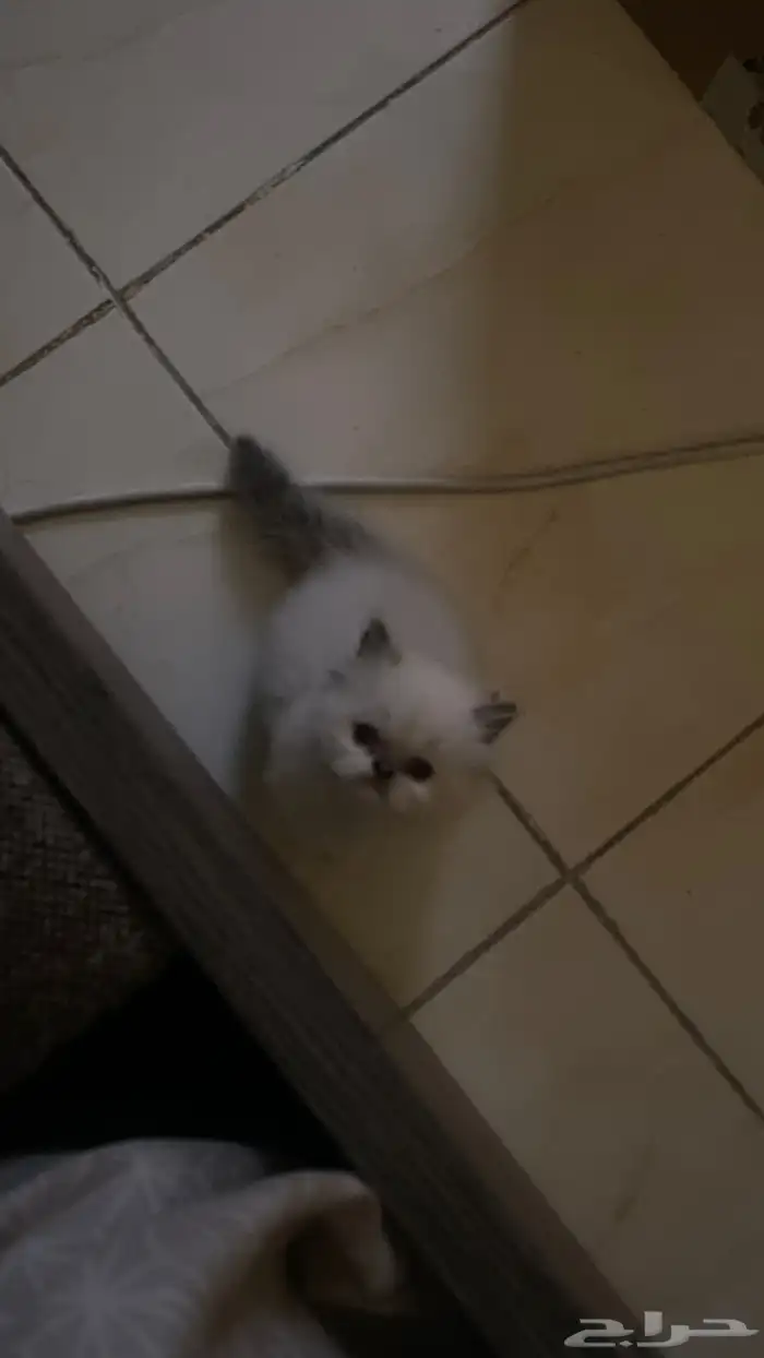 قطط بيكي فيس وهملايا للبيع 2